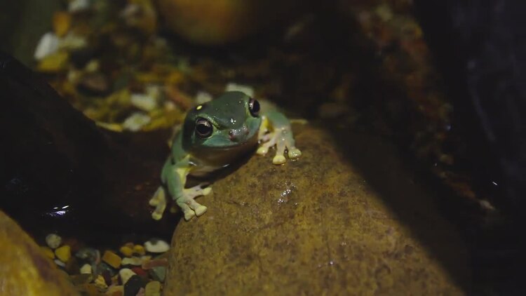 青蛙靠在一块岩石上实拍视频素材