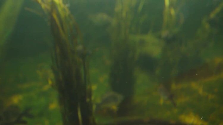 两只乌龟在水中游泳实拍视频素材