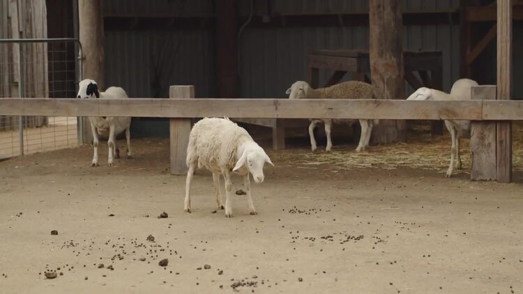 圈地里的棉羊实拍视频素材