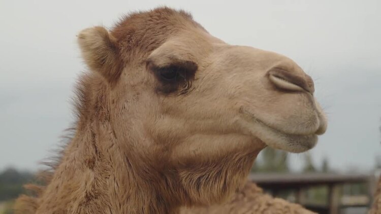 环顾四周的骆驼实拍视频素材