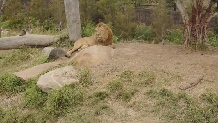下午休息的狮子实拍视频素材