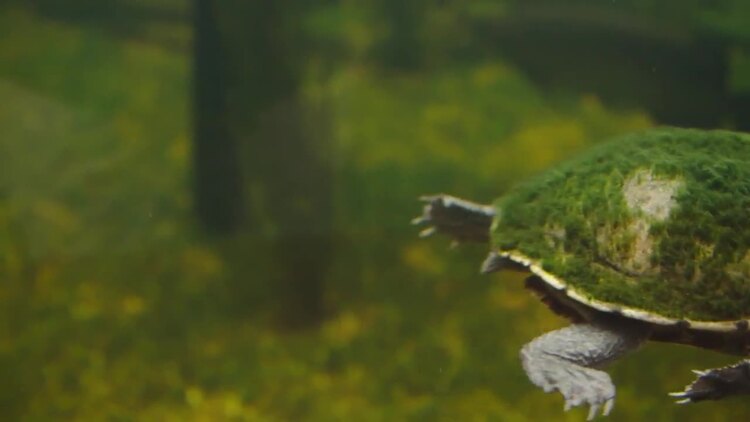 乌龟在水族馆的水中游泳实拍视频素材