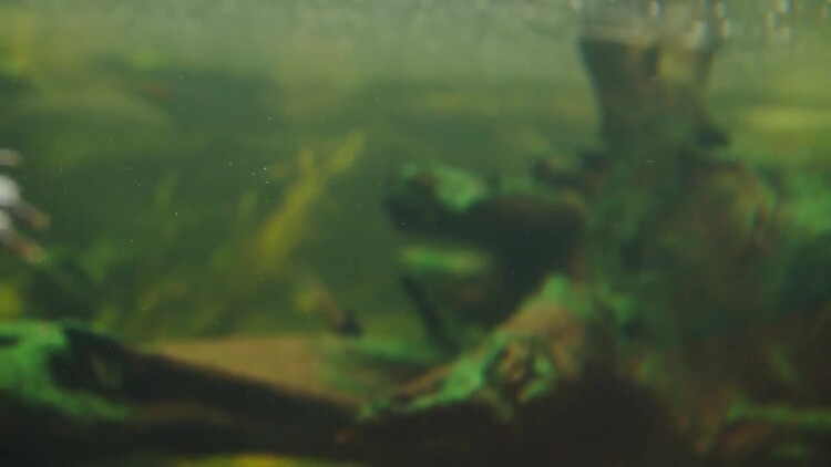 小乌龟在水里游泳实拍视频素材