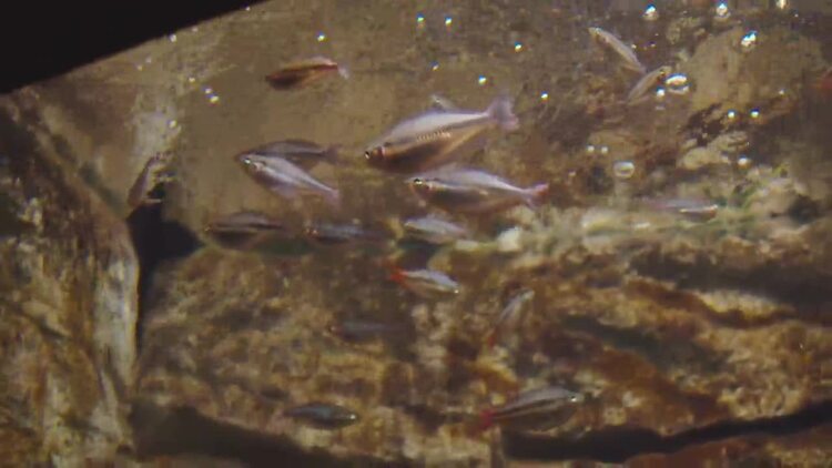 一群鱼在水族馆里游泳实拍视频素材