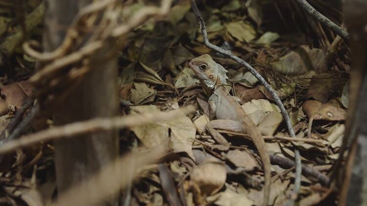 蜥蜴站在叶子上实拍视频素材