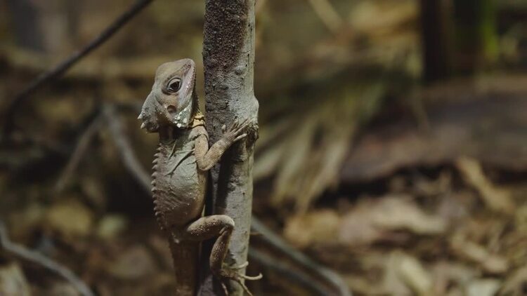 爬在树边的蜥蜴实拍视频素材