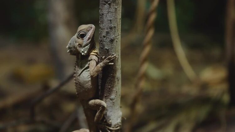 蜥蜴站在一棵树的一边实拍视频素材