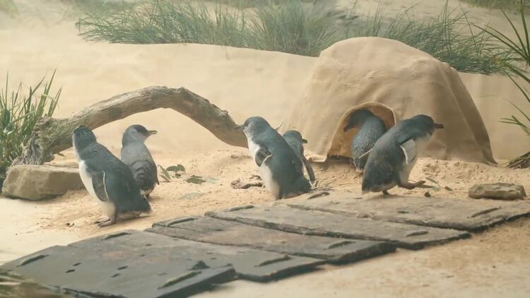 企鹅在栖息地蹒跚而行实拍视频素材