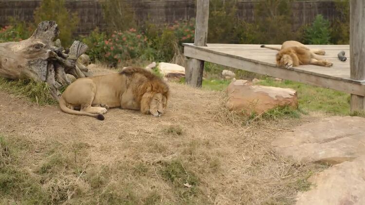 下午睡在围栏里的狮子实拍视频素材