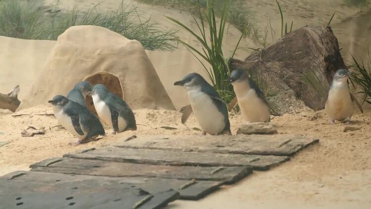 企鹅在栖息地蹒跚实拍视频素材