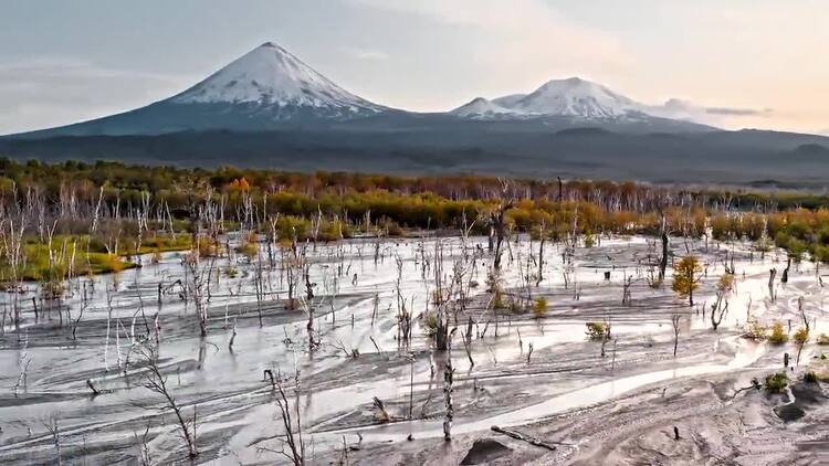 泥泞地区的枯树实拍视频素材