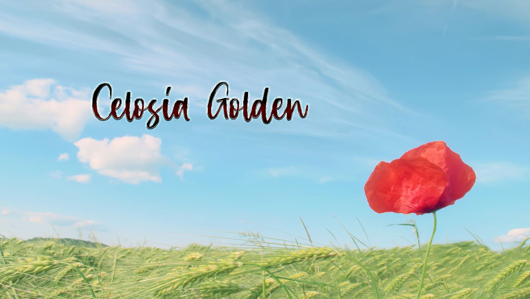创意手写字体Celosia Golden