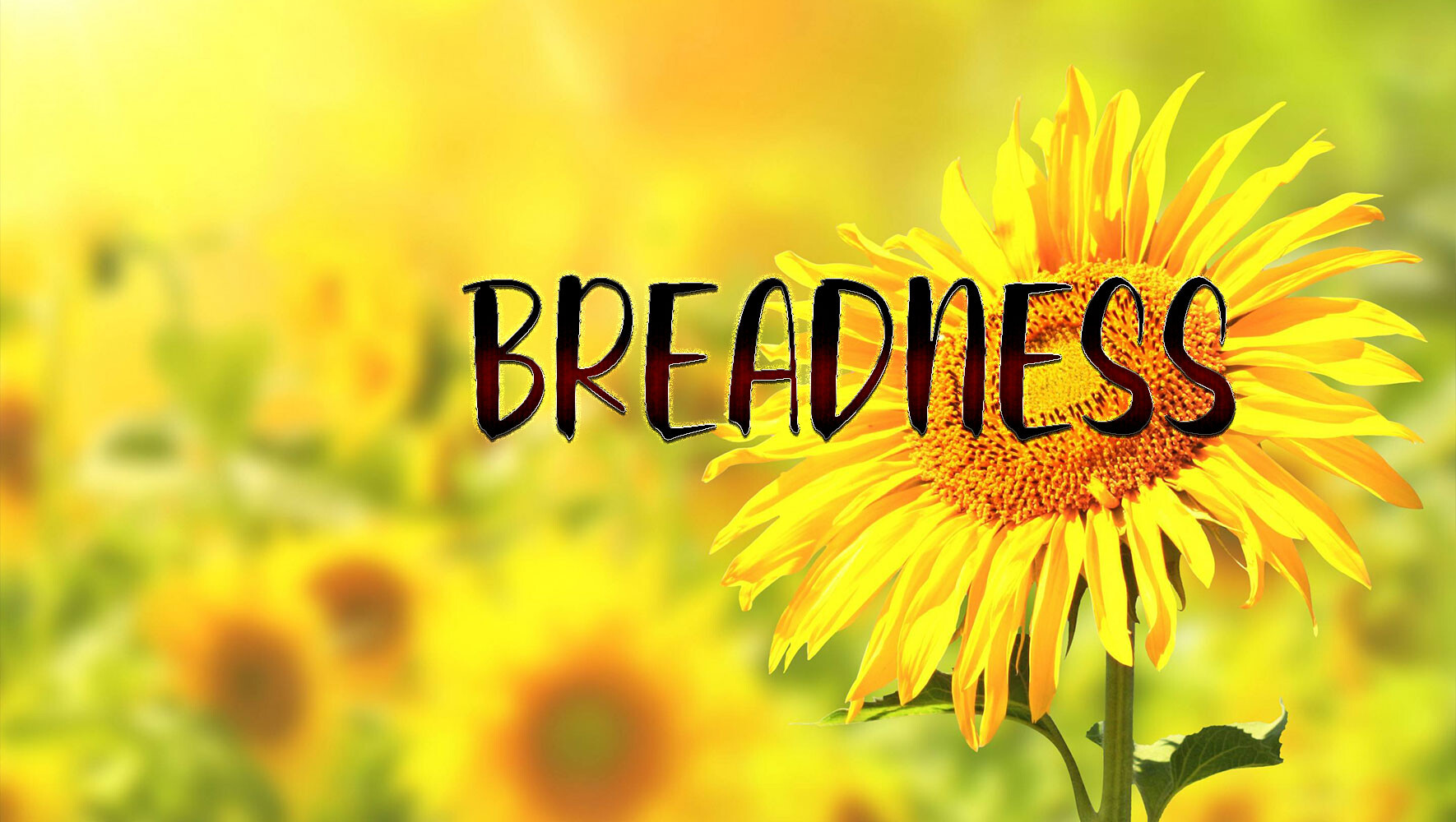 精美书法字体Breadness