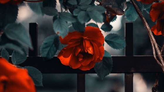 玫瑰花高清动态壁纸