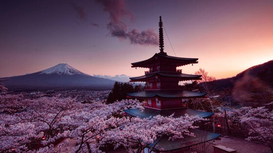 日本樱花高清动态壁纸
