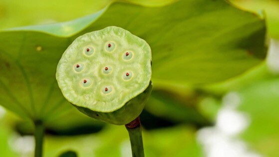 绿色系清新护眼高清动态壁纸