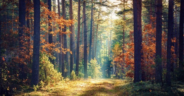 山林秋季美丽风景高清动态壁纸