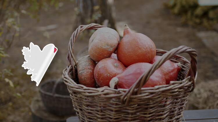 感恩节贴纸包AE视频模版