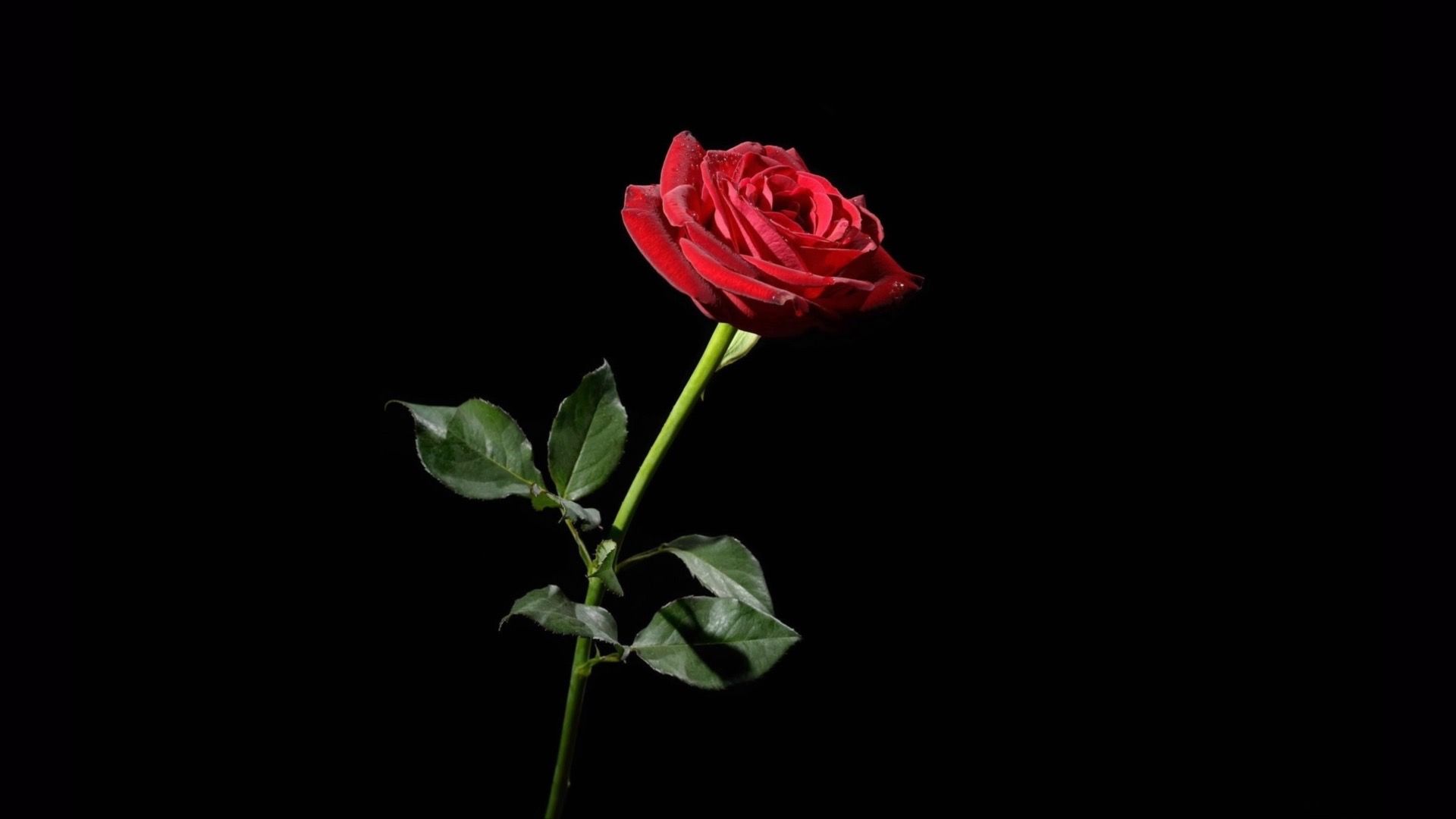 520情人节送一束玫瑰花高清图片下载-正版图片500256693-摄图网