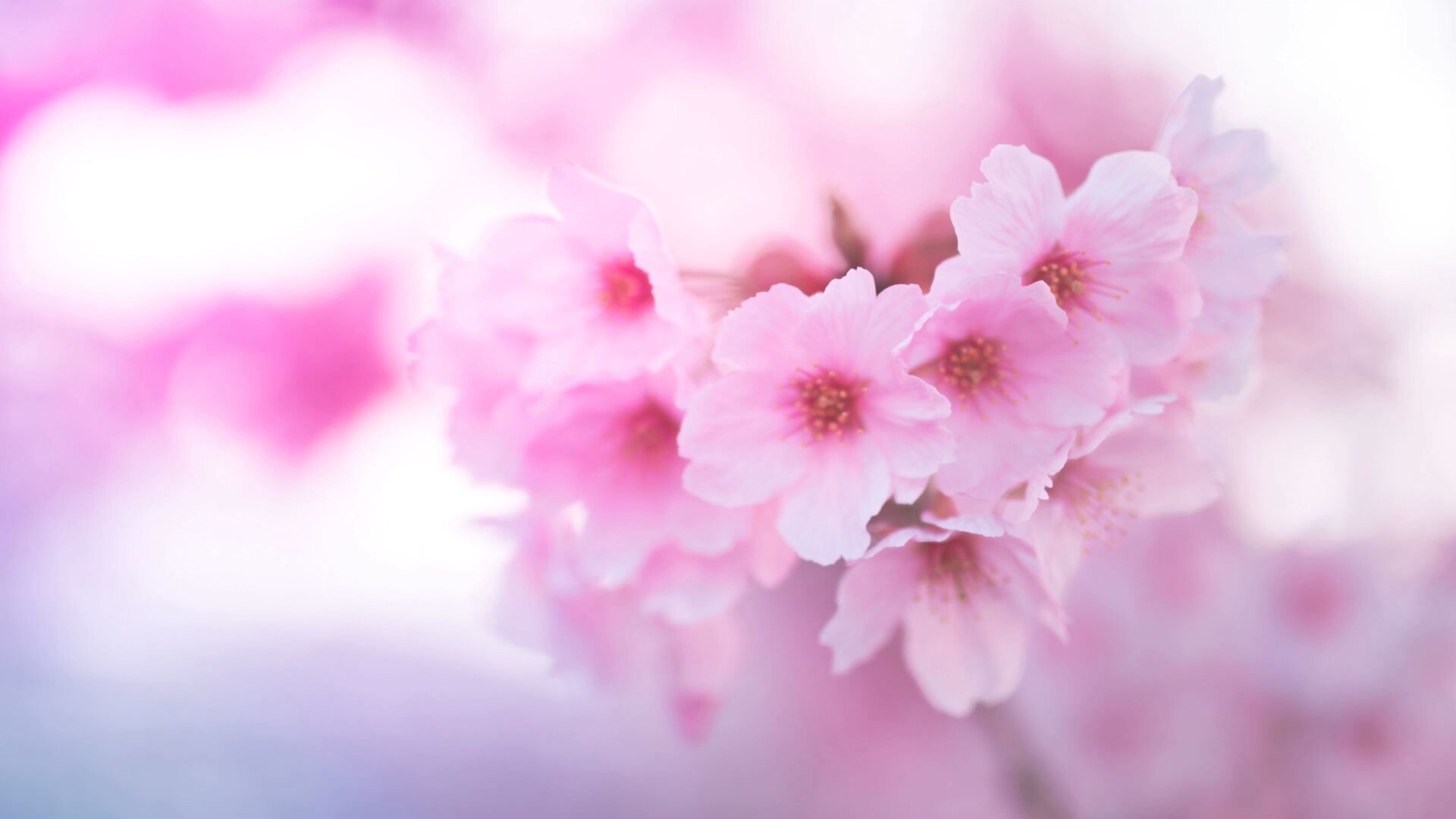 樱花高清动态壁纸